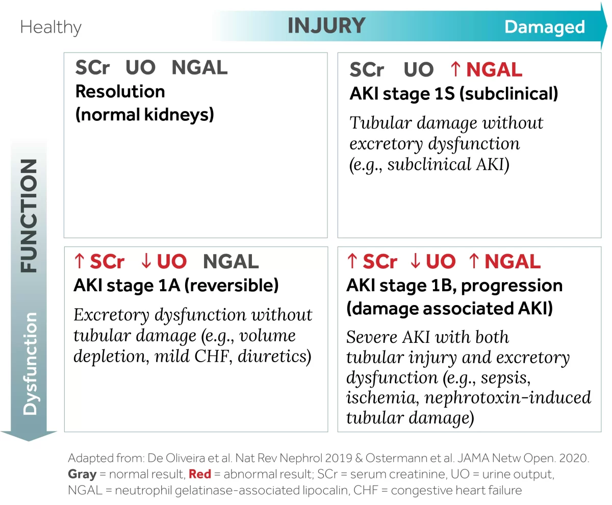 Bioporto Aki Assessment Functional And Damage Biomarkers